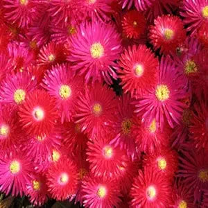 Bright rot ice pflanze for anpflanzung in home garten