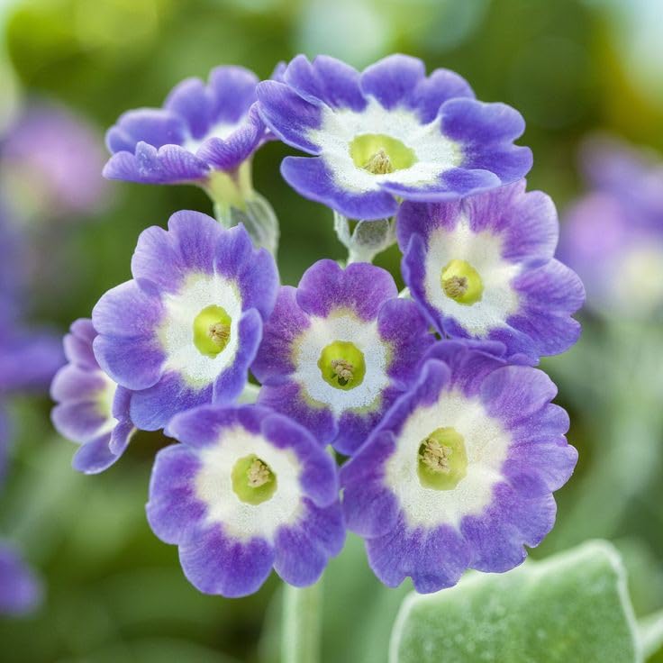 Blau Weiß Primel Blumensamen zur Aussaat leuchtend Traditionssorte & ohne Gentechnik Samen Hausgarten