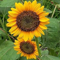 Gelb sunflower blume samen for anpflanzung - low maintenance, heirloom & gmo free samen for home garten
 
 sale samen for home garten