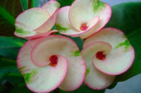zart Rosa Euphorbia Milii Blumensamen zur Aussaat duftend Blüten Traditionssorte & ohne Gentechnik Samen Hausgarten