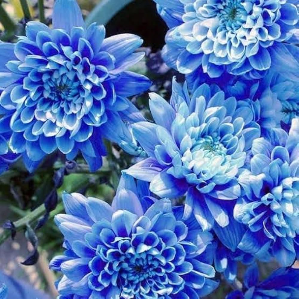 Blau Chrysantheme Blumensamen zur Aussaat – hochwertige Qualitäts- – Traditionssorte & ohne Gentechnik Samen Hausgarten