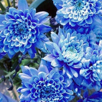 Blau Chrysantheme Blumensamen zur Aussaat – hochwertige Qualitäts- – Traditionssorte & ohne Gentechnik Samen Hausgarten
