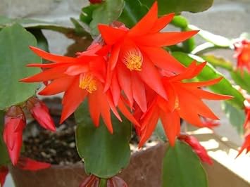 Deep rot schlumbergera blume samen for anpflanzung - premium quality, heirloom & gmo free samen for home garten
 
 sale samen for anpflanzung in home garten