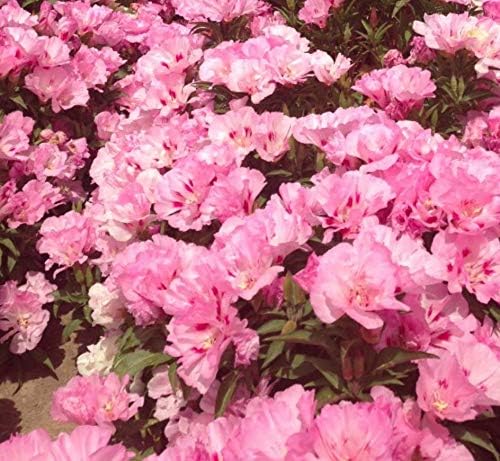Godetia sommerazalee samen for rosa blooms