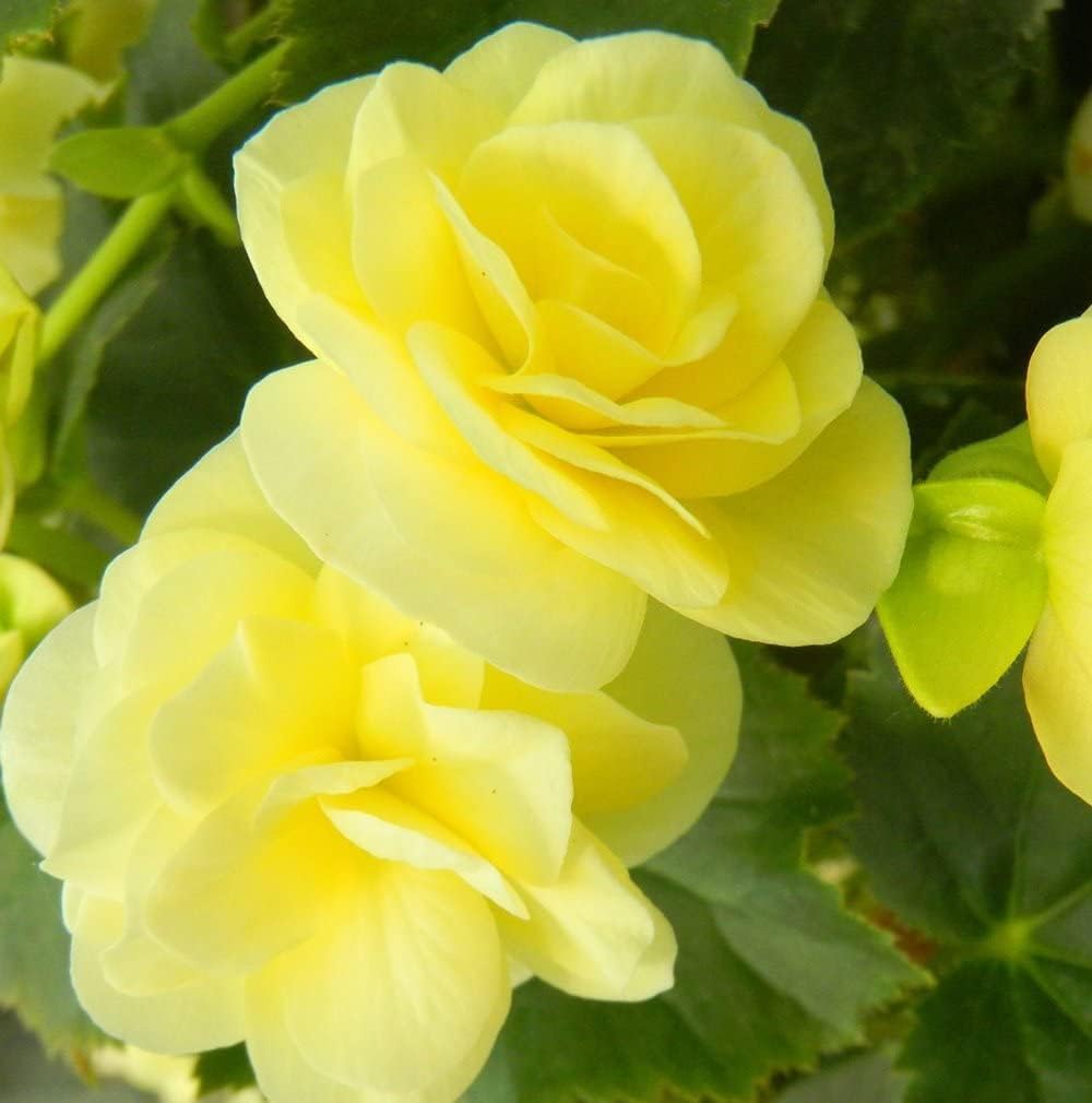 Light gelb begonia blume samen for anpflanzung - drought tolerant, heirloom & gmo free samen for home garten
 
 sale samen for anpflanzung in home garten