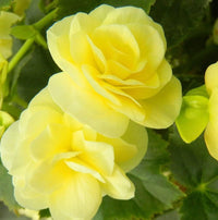 Light gelb begonia blume samen for anpflanzung - drought tolerant, heirloom & gmo free samen for home garten
 
 sale samen for anpflanzung in home garten
