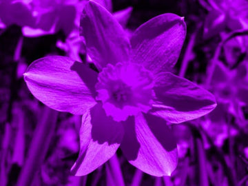 Violett Narzisse Blumensamen zur Aussaat – Traditionssorte ohne Gentechnik biologisch Garten Samen Keimung