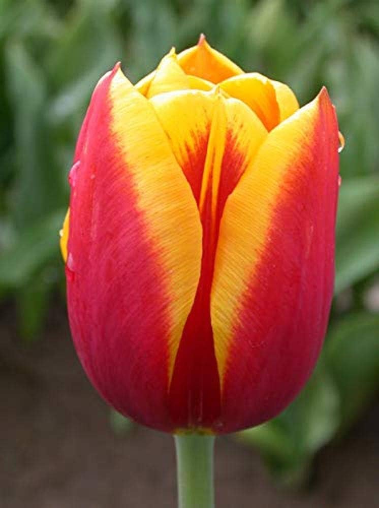 Tulpe Bulbs Blumensamen zur Aussaat Anzucht Traditionssorte & ohne Gentechnik Samen Hausgarten