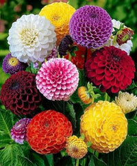 Traditionssorte Dahlias Blumensamen zur Aussaat leuchtend Traditionssorte & ohne Gentechnik Samen Hausgarten