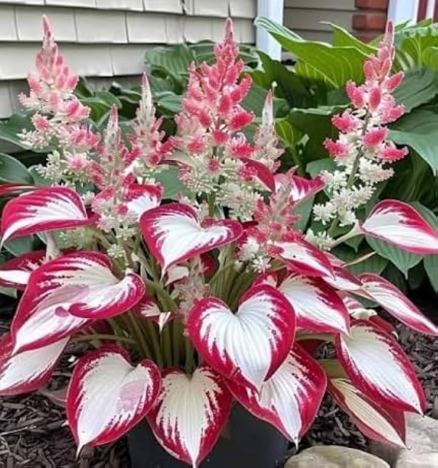 Hosta Hosta spp. Samen zur Aussaat – ideal Halbschatten Garten & Blume Beet