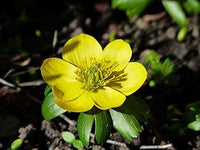 Fresh winterling blume samen for anpflanzung - fragrant blossoms, heirloom & gmo free samen for home garten
 
 sale samen for anpflanzung in home garten