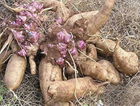 Yacon aussaat samen - grow fresh fruit at home gemüse samen