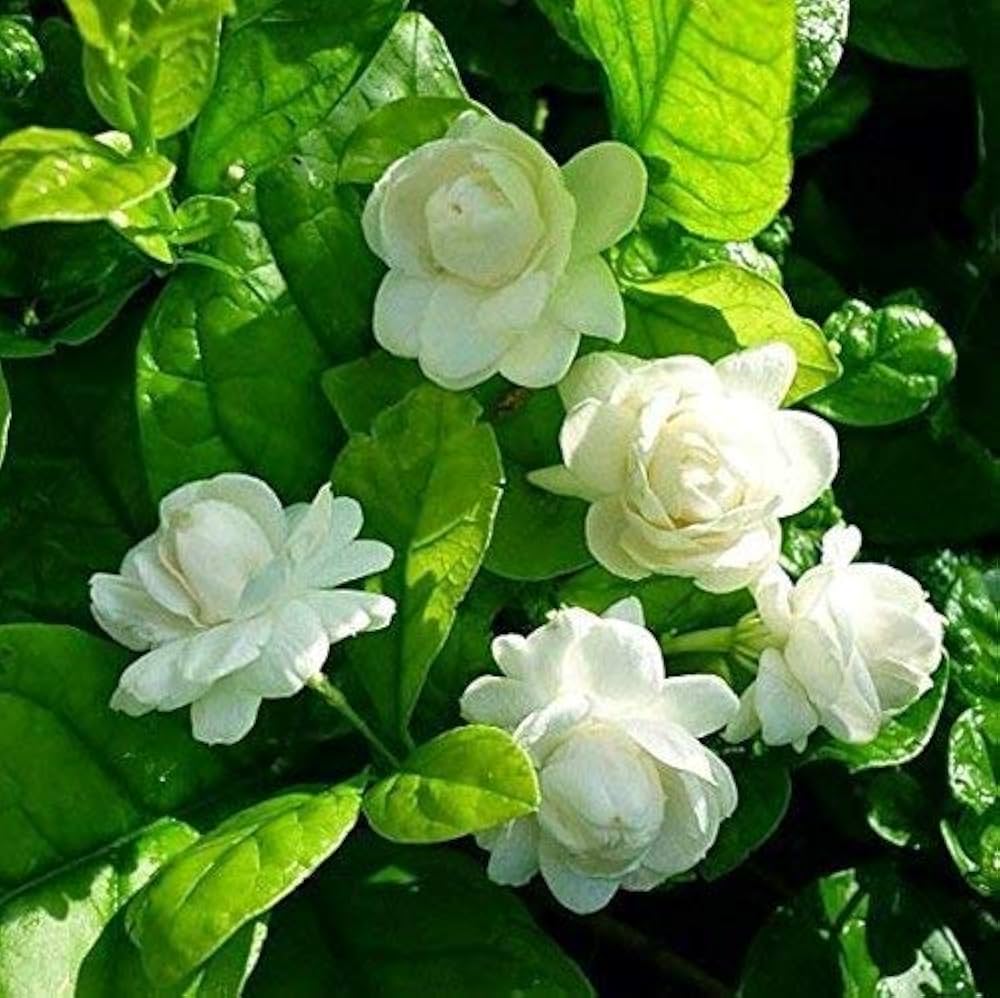Jasmine Jasminum sambac Blumensamen zur Aussaat Hausgarten