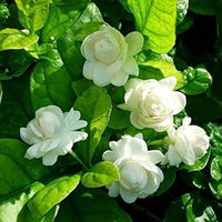 Jasmine Jasminum sambac Blumensamen zur Aussaat Hausgarten