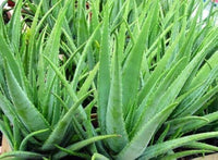 Grün Aloe Vera zur Aussaat Garten beliebt Traditionssorte & ohne Gentechnik Samen Hausgarten