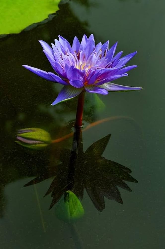 hängend Blau Micrantha Samen – ideal zur Aussaat