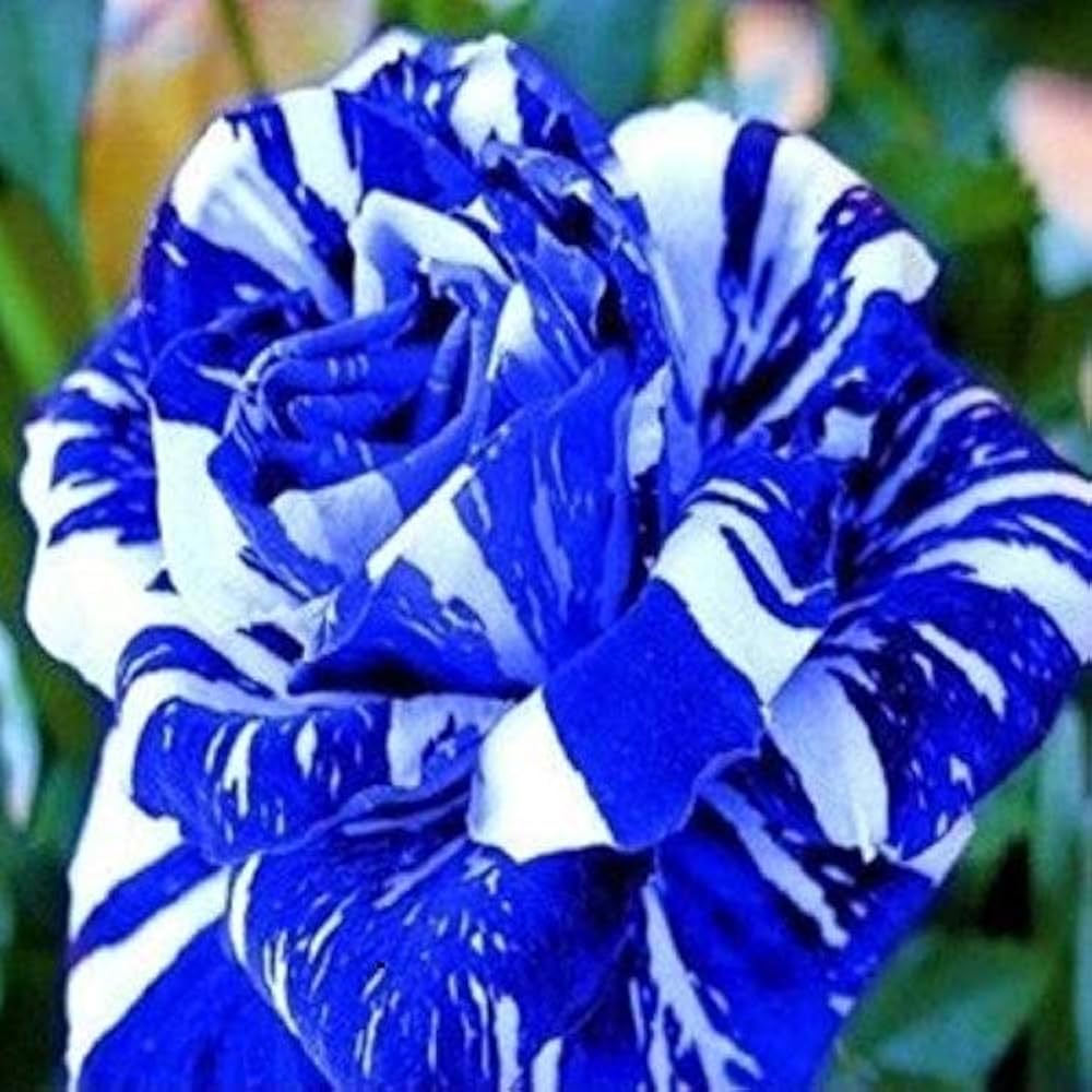 Blau Weiß Rose Blumensamen Garten Wildblume Mischung Traditionssorte & ohne Gentechnik Samen Hausgarten