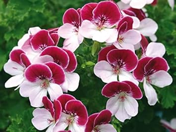 Rot weiß pelargonium blume samen for anpflanzung - long bloom season, heirloom & gmo free samen for home garten
 
 sale for anpflanzung in home garten