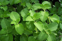 spanish thyme plectranthus amboinicus pflanze samen