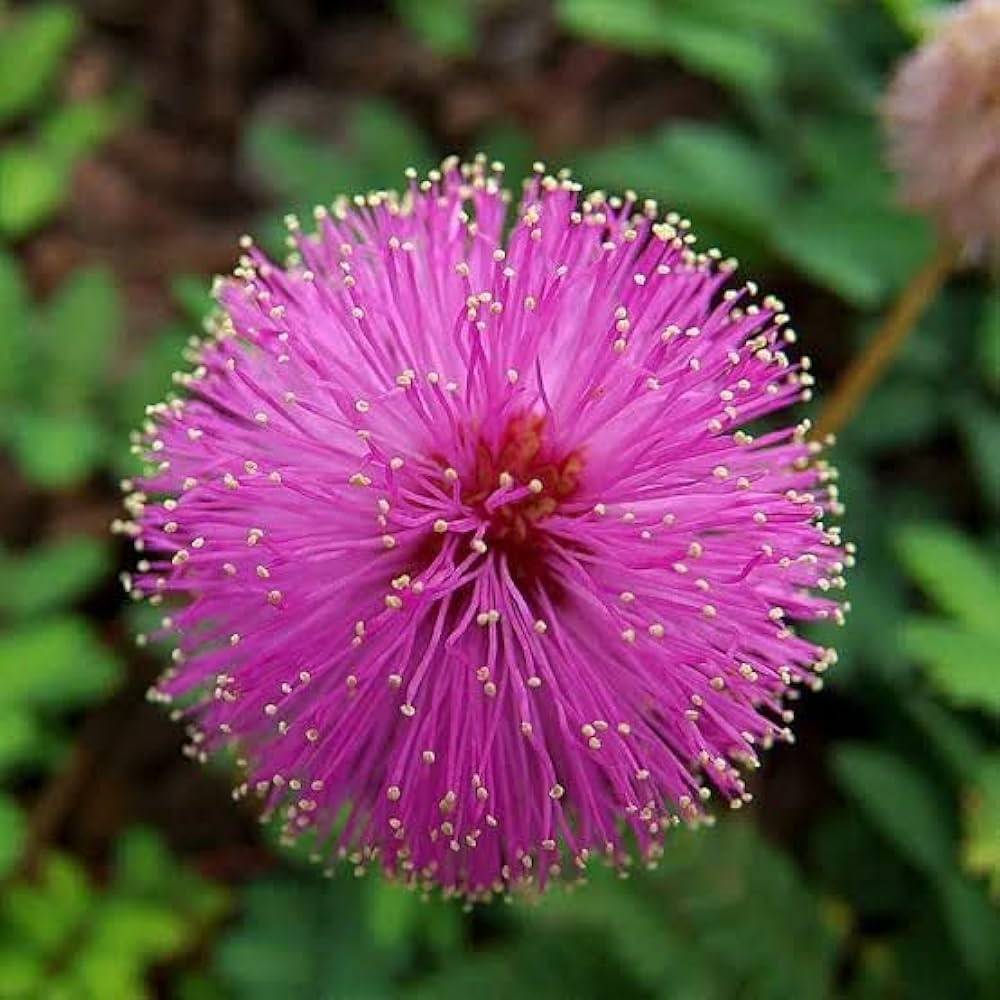 Rosa Mimosa Pudica Blumensamen zur Aussaat Anzucht Traditionssorte & ohne Gentechnik Samen Hausgarten
