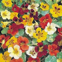 Mix nasturtium blume samen for anpflanzung - pollinator friendly, heirloom & gmo free samen for home garten
 
 sale samen for anpflanzung in home garten