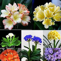 Lily clivia blume samen for anpflanzung - shade tolerant, heirloom & gmo free samen for home garten
 
 sale samen for home garten