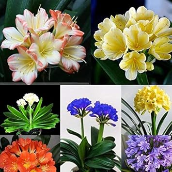 Lily clivia blume samen for anpflanzung - shade tolerant, heirloom & gmo free samen for home garten
 
 sale samen for home garten