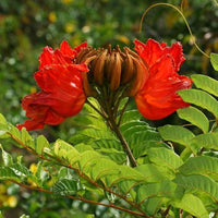 African Tulpe Baum Samen Growing tropisch blühend Trees