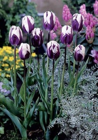 Weiß Lila Tulpe Blumensamen zur Aussaat Halbschatten verträglich Traditionssorte & ohne Gentechnik Samen Hausgarten