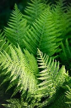 Blau fern for anpflanzung heirloom & non gmo samen colorful display heirloom & gmo free samen for home garten
 
 sale for anpflanzung in home garten