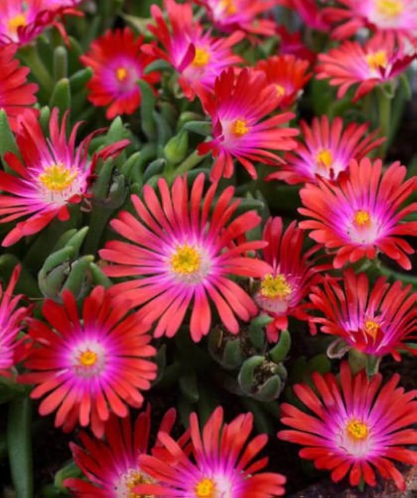 Delosperma Carmine Rot Blumensamen zur Aussaat duftend Blüten Traditionssorte & ohne Gentechnik Samen Hausgarten