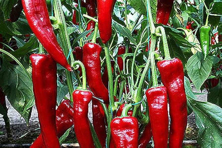 Salkim Biber Chile Pepper Planting Samen