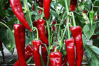 Salkim Biber Chile Pepper Planting Samen