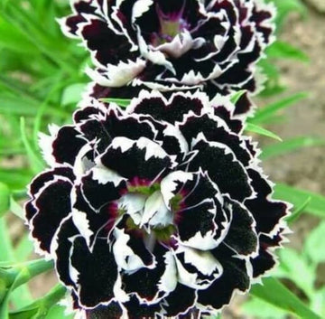 Nelke Schwarz Blumensamen zur Aussaat – ideal Rabatten – Traditionssorte & ohne Gentechnik Samen Hausgarten