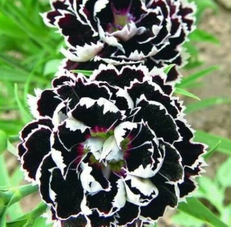 Nelke Schwarz Blumensamen zur Aussaat – ideal Rabatten – Traditionssorte & ohne Gentechnik Samen Hausgarten