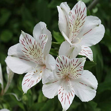 Weiß alstroemeria blume samen for anpflanzung - hardy variety, heirloom & gmo free samen for home garten
 
 sale samen for anpflanzung in home garten