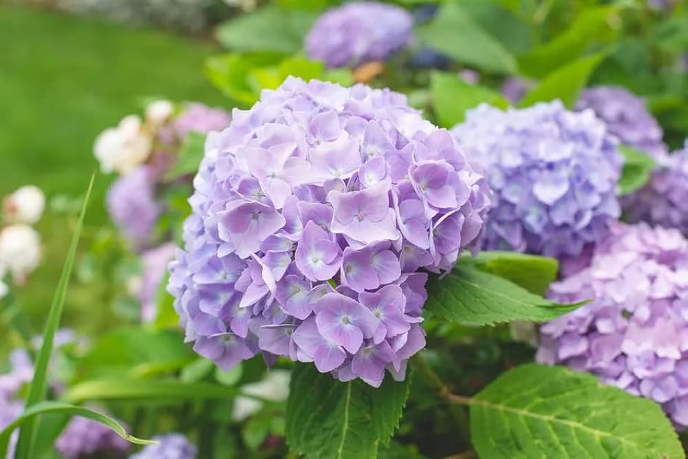 Hortensie Samen zur Aussaat Hortensie Macrophylla Blume Beet border Garten
