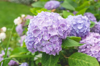 Hortensie Samen zur Aussaat Hortensie Macrophylla Blume Beet border Garten