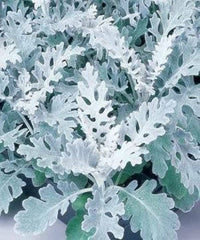 Dusty miller jacobaea maritima samen for anpflanzung in border garten