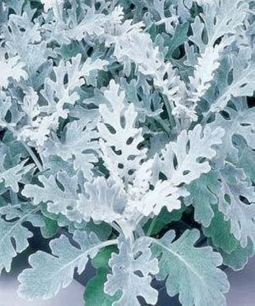 Dusty miller jacobaea maritima samen for anpflanzung in border garten