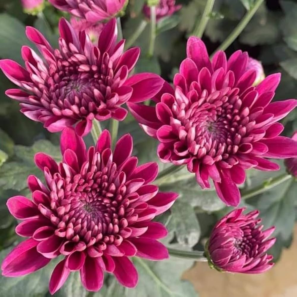 Kastanienrot Rot Chrysantheme Blumensamen zur Aussaat – Wildblume Mischung – Traditionssorte & ohne Gentechnik Samen Hausgarten