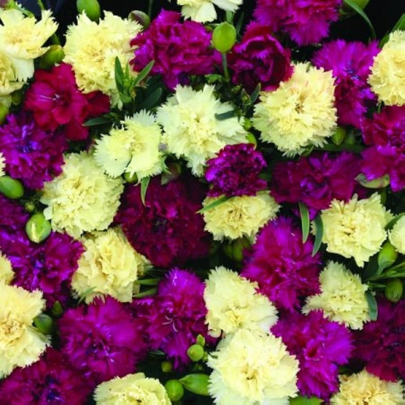Mixed bananaberry dianthus clove blume samen