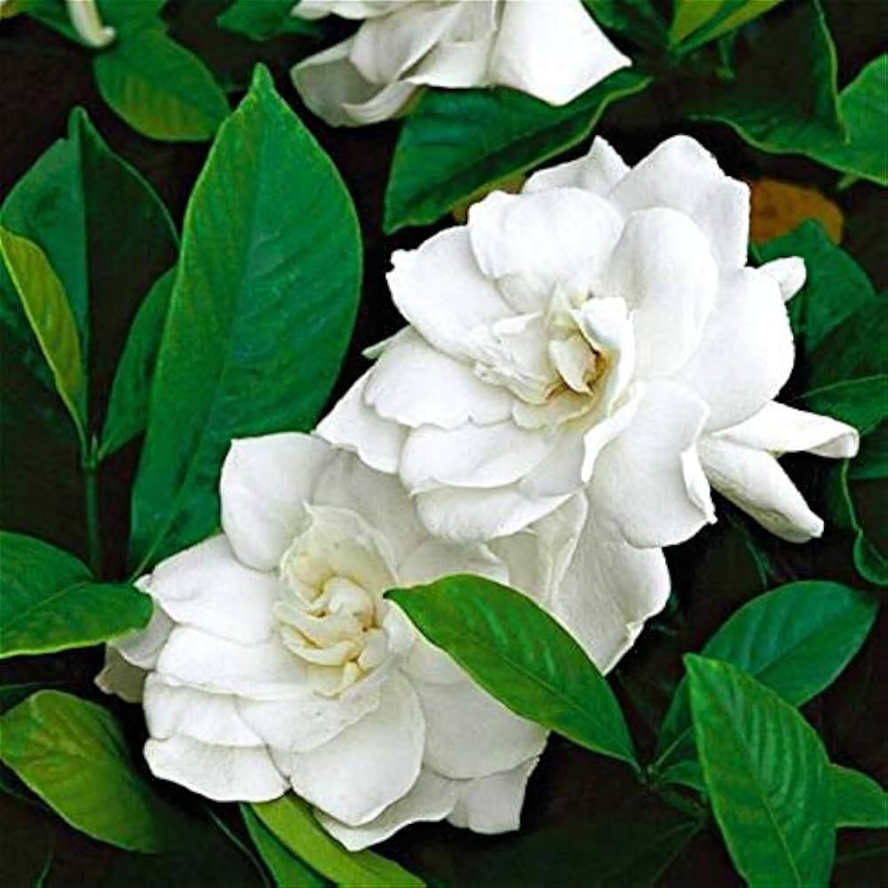 Jasmine Jasminum Sambac Blumensamen
