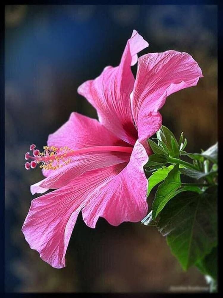 Hibiscus rosa-sinensis blume samen