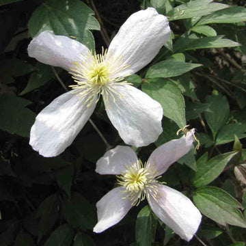 Weiß (weiß clematis) samen for anpflanzung in home garten