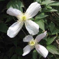 Weiß clematis blume samen for anpflanzung - compact growth, heirloom & gmo free samen for home garten
 
 sale samen for home garten