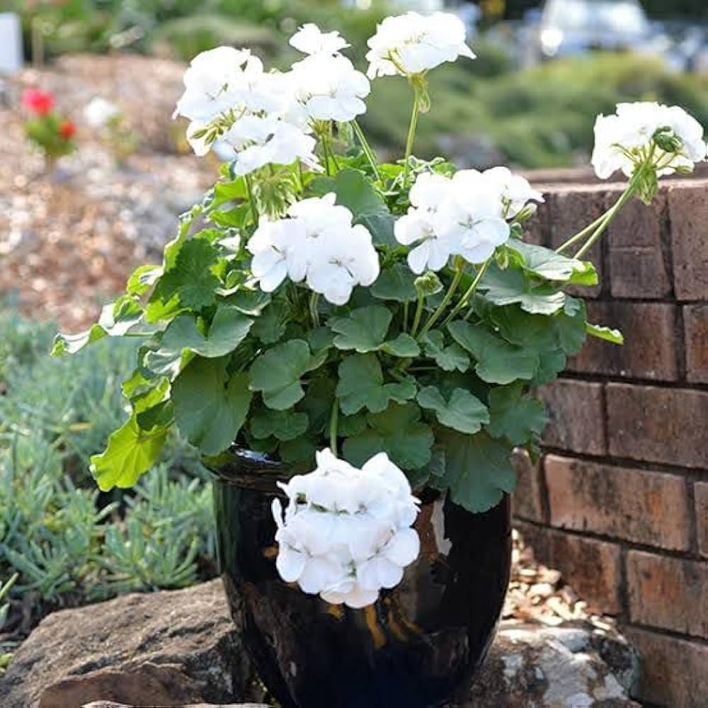 Weiß Pelargonium Blumensamen zur Aussaat – Landhaus Garten wichtig – Traditionssorte & ohne Gentechnik Samen Hausgarten