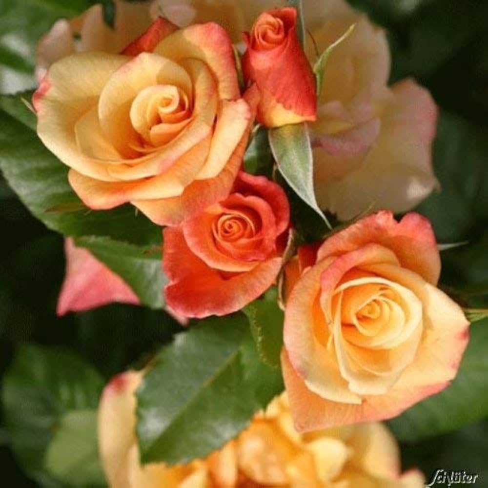 hell Orange Rose Blumensamen zur Aussaat – sonnenliebend – Traditionssorte & ohne Gentechnik Samen Hausgarten