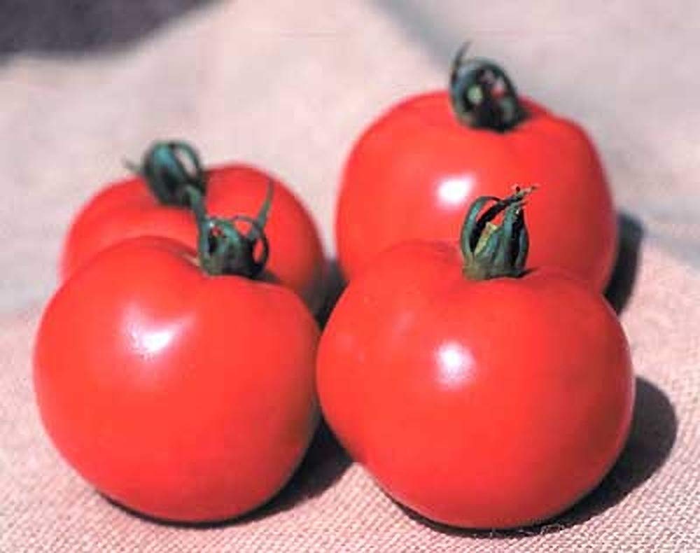 Better Bush VFN Tomate Samen Solanum lycopersicum zum Pflanzen in Urban Garden and Container Beds