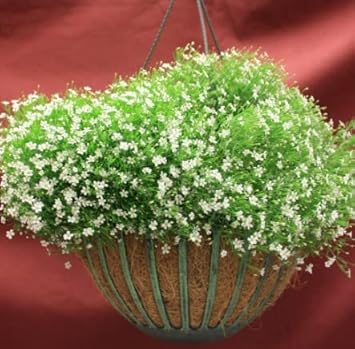 Grün gypsophila blume samen for anpflanzung - sun loving, heirloom & gmo free samen for home garten
 
 sale for anpflanzung in home garten